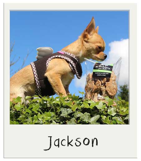 Jackson aime les biscuits pour chiens Crumble aux Pommes !